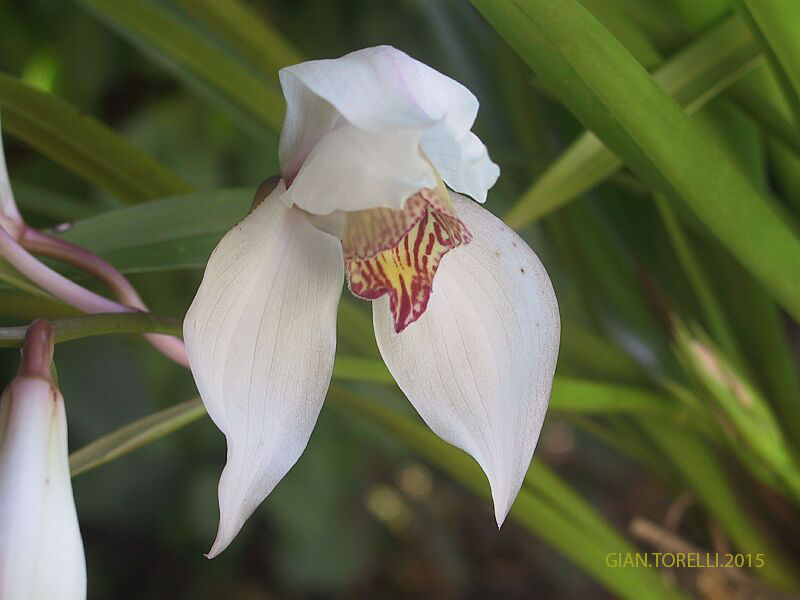 cymbidium erythrostylum