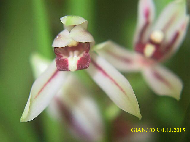 cymbidium dayanum