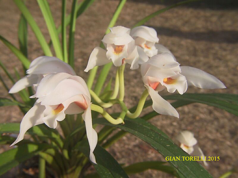 cymbidium eburneum