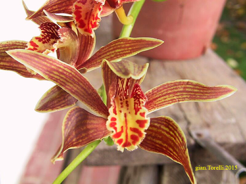 cymbidium iridioides