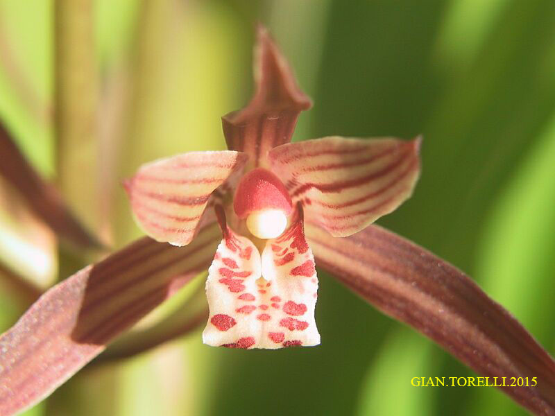 cymbidium sinense