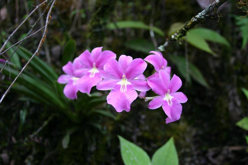 bismarckii